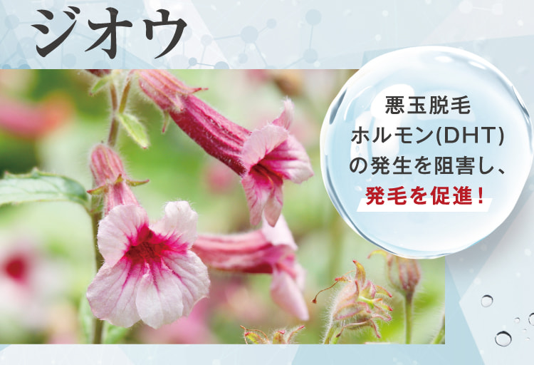 ジオウ 悪玉脱毛ホルモン(DHT)の発生を阻害し、発毛を促進!
