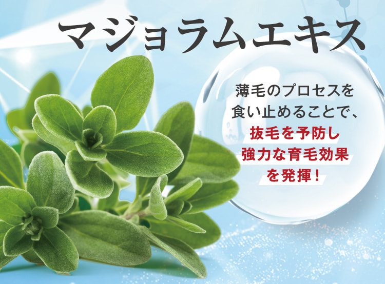 マジョラムエキス 薄毛のプロセスを食い止めることで、抜毛を予防し強力な育毛効果を発揮!