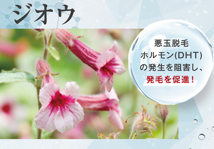ジオウ 悪玉脱毛ホルモン(DHT)の発生を阻害し、発毛を促進!
