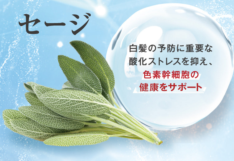 セージ 酸化ストレス抑制 色素細胞の健康をサポート