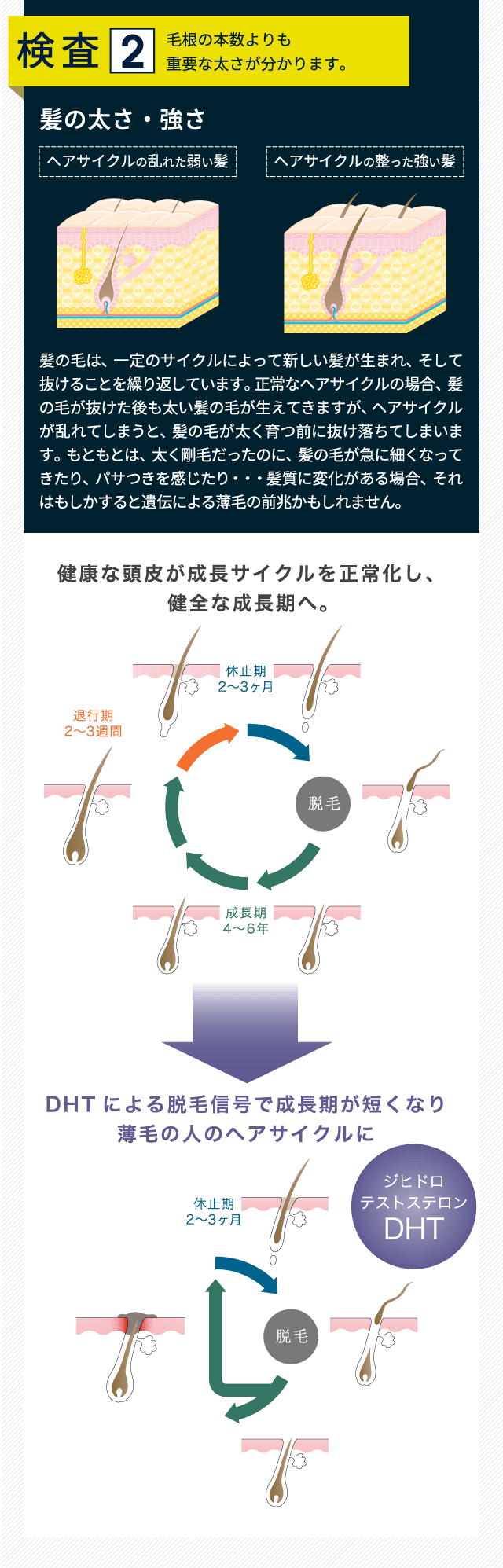 検査２．毛根の本数よりも重要な太さが分かります。